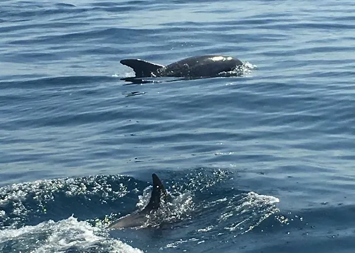 Casa Pura Vida - Fantastic Sea View Pêra